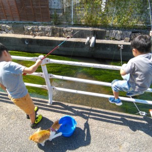 子供二人が釣りに夢中になってる間に野良猫がバケツの魚を狙った瞬間をパチリです。このあと子供が猫に気づきましたが追い払うこともなく、猫も逃げることもなく、子供の釣りを見守ってました。