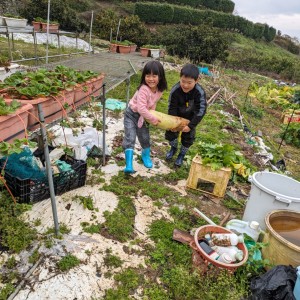 兄弟で太い大根を運んでいます。
普段はけんかも多いですが、元気モリモリ力を合わせて協力してます。