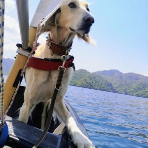 愛犬ルーク、天空の湖(中禅寺湖)でセーリングを満喫しています♪