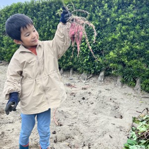 毎年祖父のお家で収穫するさつまいも♪
年々慣れた手つきで掘っています。