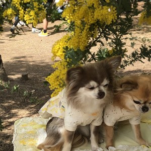 飼主に、すごく慣れていて、優しくポ-ズをとってくれて満開の花とコラボしてくれました