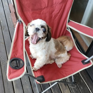 ベランダでコーヒータイムを過ごそうと思い、椅子をセットしてコーヒーを準備して戻ったら、愛犬が我がもの顔でリラックスしてました。