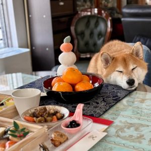 おせちを準備していたら
愛犬は自分のご飯かと椅子に座って
ずっと楽しみに待っていたけど
待ちくたびれて、そのまま寝てしまい
その寝顔が可愛すぎてお正月から癒されました
なんてしあわせなお正月なんでしょう