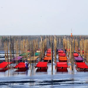 熊本県の有明海の海苔網11月から3月に見られます、有明海の潮の干満の差がいい海苔が育ちます。海苔網のカラフルな色彩が美しく見えますが海苔は寒さで厳しい環境で収穫です。