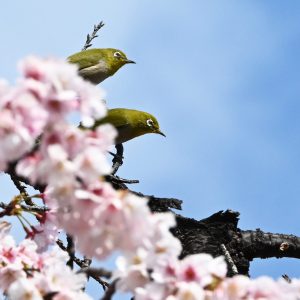 つがいのメジロが仲睦まじく、ヒカンザクラにとまっていました。