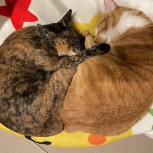 我が家の猫たち、見ているだけで幸せになれます。