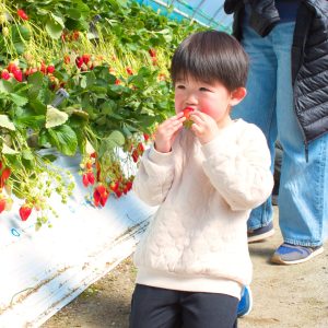 祖父母と訪れた初めてのいちご狩りでの1枚です。好物のいちごに囲まれて、30分間ひたすらいちごを食べ続けました。周りの大人が全員立って食べているのに、自ら膝をついていちごを頬張る姿が印象的でした。