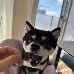 毎日ごはんの時に隣に座るふうちゃん海苔を食べる飼い主と一緒にパリパリ海苔をパクリ!のノリノリな瞬間
美味しい海苔はパリっとして食べやすい!
