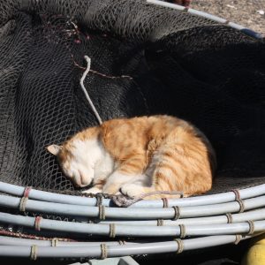 「猫の島」として知られる福岡県の相島で撮影した一枚です。福岡市からほど近いこの島では、猫たちと島民の暮らしが静かに溶け合い、ゆるやかな時間が流れています。漁に使われる網の上で、ひときわ無防備に眠る一匹の猫。働きの気配が残るその場所さえも、やわらかな寝息が包み込みます。こんな穏やかな寝顔を前にしては、漁師さんもきっと起こすことはできないでしょう。その姿は、この島に息づく優しさと共生の象徴のように感じられました。