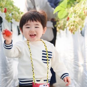 初めてのいちご狩りでしたが、楽しんでくれた様子。
普段家で食べているものはもちろん赤いいちご。
いちご狩りでも見たことのある赤いいちごを指さして「これっ!」と自分で選んでいました。
いちごを手に取った時の幸せそうな顔を撮りました。