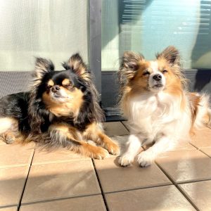 我が家の仲良しワンちゃん、小太郎君と福丸君です。テラスでお日様に当たって、まったりするのが日課。いつも一緒にいて同じポーズをしてる仲良しです。この日は、写真を撮ったら、偶然、2匹の合わせたシルエットがハート型でうっとりした表情でした。しあわせの一枚になりました。