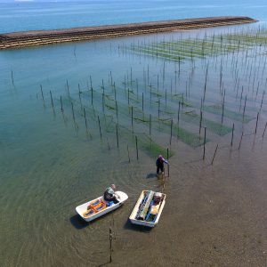 鹿児島県喜入町(錦江湾)で海苔の養殖を夫婦で長年営んでいる様子は、見ているだけで時の流れと心を癒してくれる風景でした。