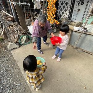 毎年秋に楽しみにしている干し柿作業。私の娘たちはもちろん、私の祖母も楽しみに待っていてくれます。庭先の柿をもいで、みんなで剥いて干して...今年も美味しい干し柿が出来上がりました。