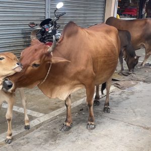 ネパールの田舎道では、動物たちも人と同じように暮らしています。
雑多な風景の中で、母親牛が仔牛と愛おしそうに
身を寄せ合っていた瞬間に出会いました。