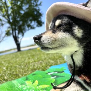 愛犬は日向ぼっこが大好き。
暖かい日に母と私と愛犬で、レジャーシートを敷いてピクニック。
愛犬が日向を浴びて気持ちよさそうにする姿を見ると、
わたしたちも心がほっこり暖かくなります♪