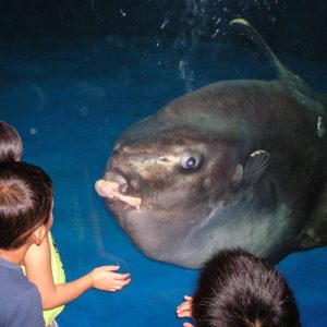 マンボウがやって来て
「みんな何して遊ぼうか」と言ってそう
「かくれんぼ」「ドッチボール」「トランプ」
いやいや「マンボウ」踊ろうだって